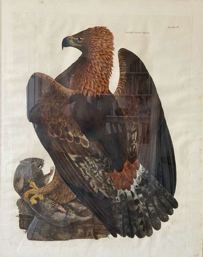 A Country House engraving of a Golden Eagle